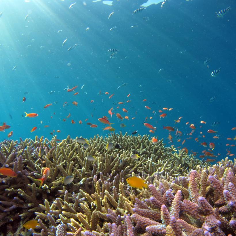 Bescherm onze oceanen, stop diepzeemijnbouw