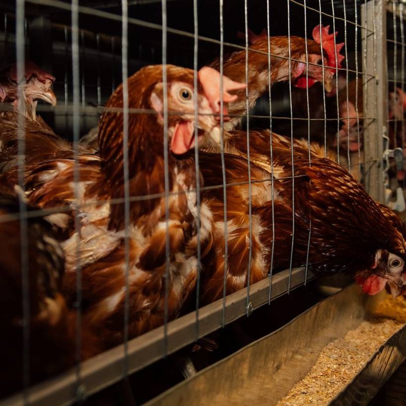 Verbod op onverdoofd slachten: gebruik dierenwelzijn niet om te stigmatiseren 