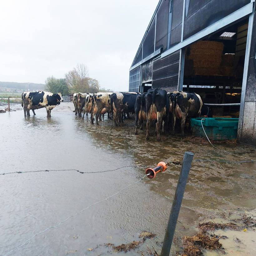 Koeien staan voor hun stal aan een ondergelopen stuk land