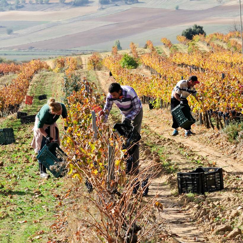 Des agriculteurs au travail dans un champs.